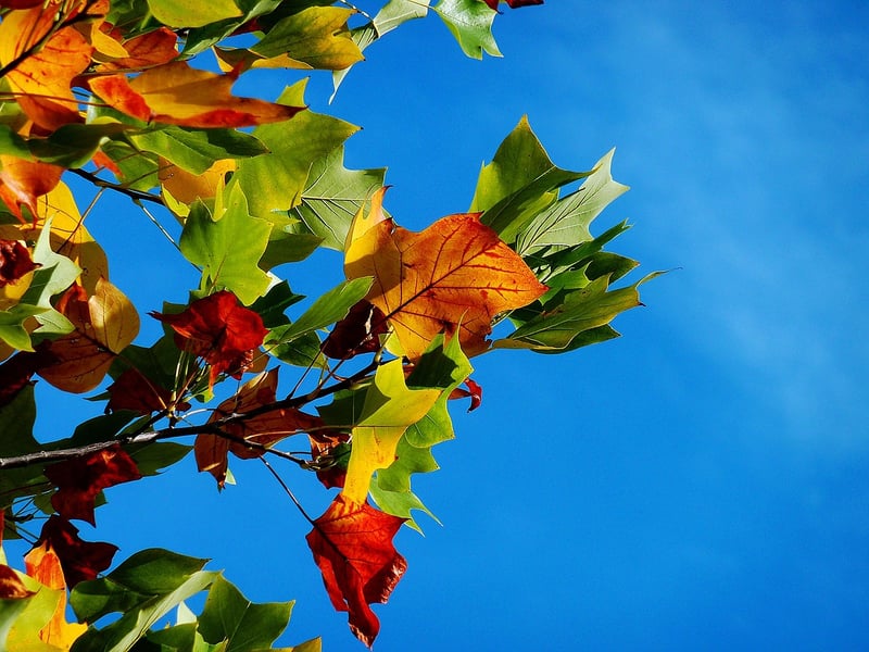 Fall Flavors
